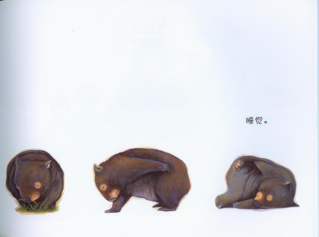 袋熊日记 (05),绘本,绘本故事,绘本阅读,故事书,童书,图画书,课外阅读